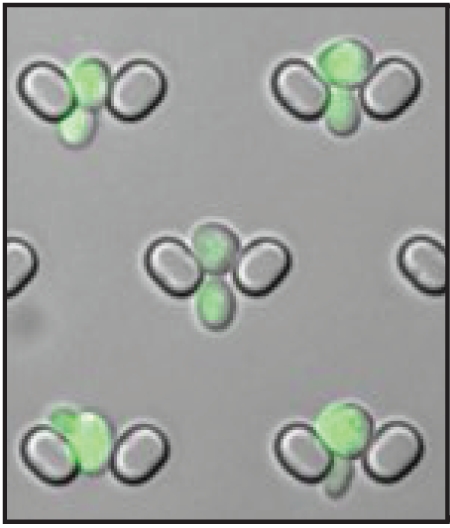 Budding yeast cells in a microfluidic device